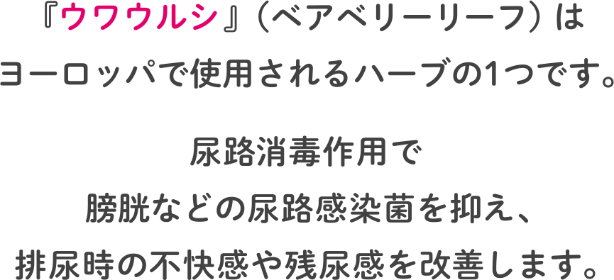 『ウワウルシ』（ベアベリーリーフ）はヨーロッパで使用されるハーブの１つです。　尿路消毒作用で膀胱などの尿路感染菌を抑え、排尿時の不快感や残尿感を改善します。