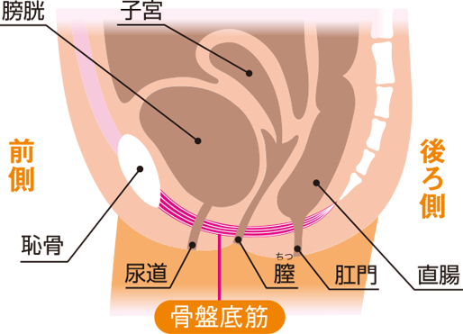 骨盤底筋ってなぁに？