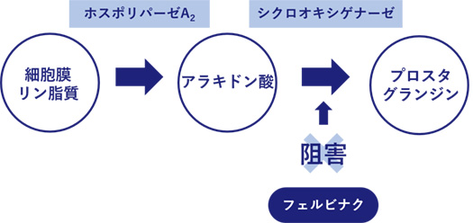 フェルビナクがシクロオキシゲナーゼを阻害し、腫れや痛みを取り除く解説図