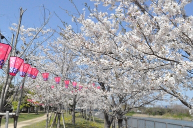 遊歩道の解放(桜開花時期)