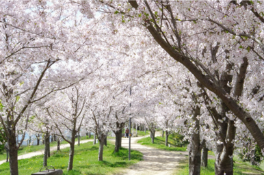 遊歩道の解放（桜開花時期）