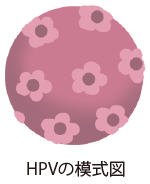 HPVの模式図