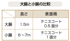 大腸と小腸の比較図：大腸…長さ1.5m/表面積テニスコート0.5面分　小腸…長さ6～7m/表面積テニスコート1面分