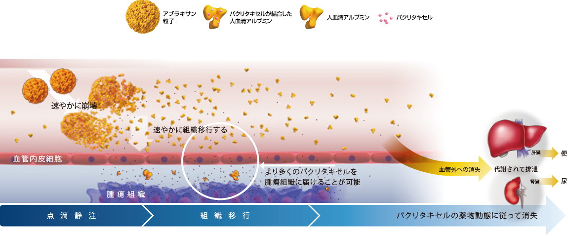 アブラキサンの体内動態（モデル図）
