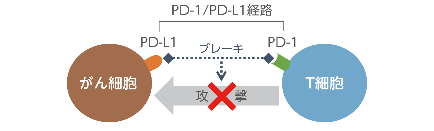 ペムブロリズマブとは1