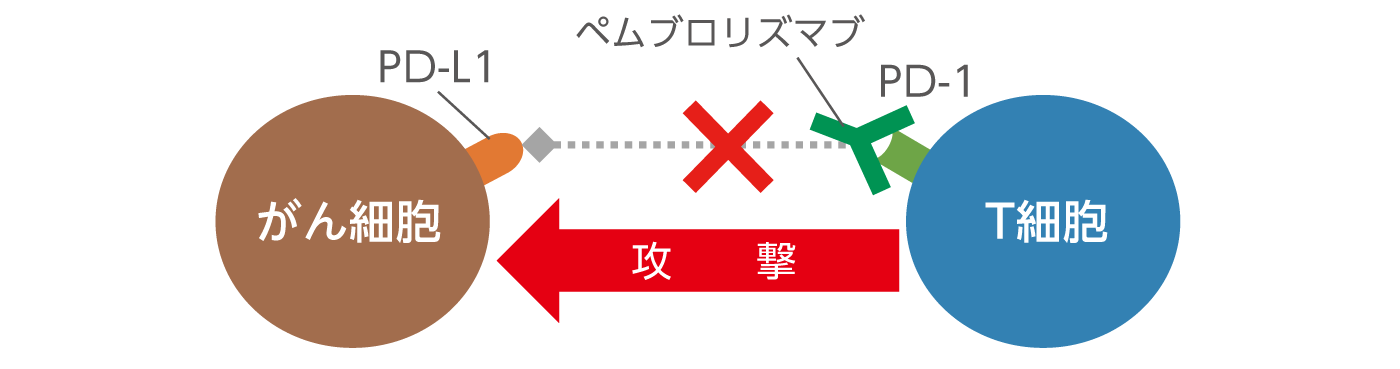 ペムブロリズマブとは2