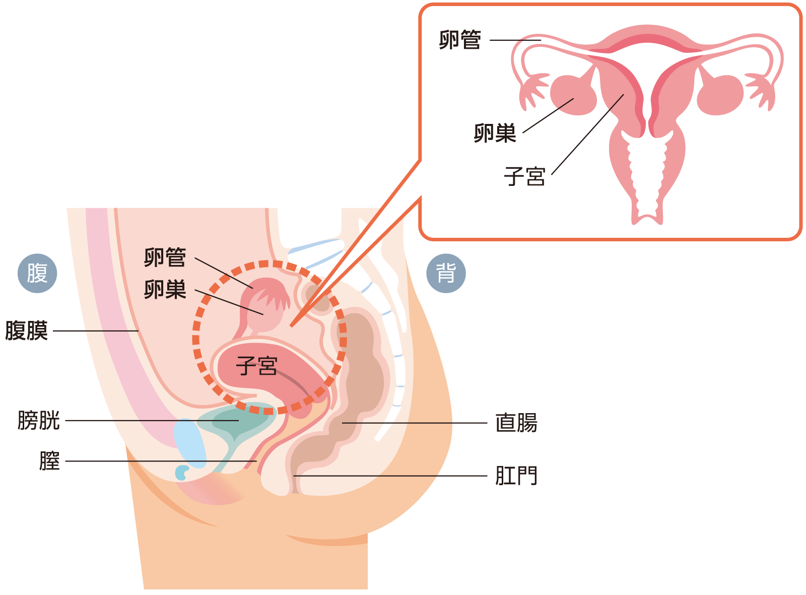 卵巣の位置