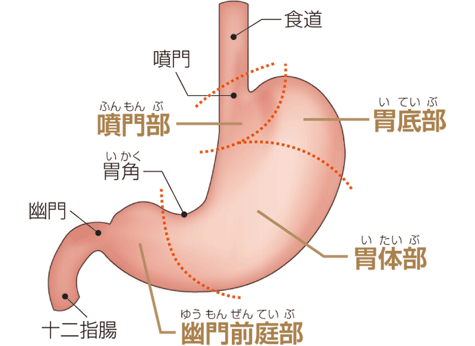 胃のはたらきの説明図