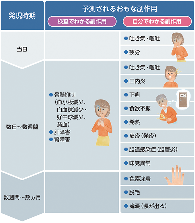 おもな副作用と発現時期についての説明図