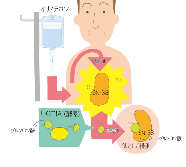 イリノテカンについての説明図