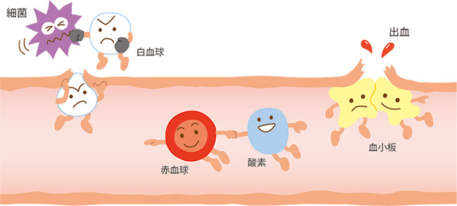 白血球、赤血球、血小板の働きについての説明図