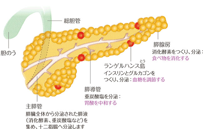 膵臓のはたらきの説明図